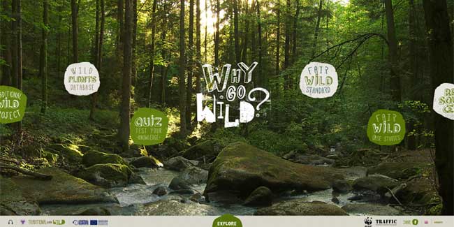 eco-style-web-desain